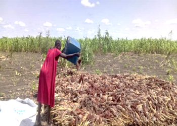 Accelerating Adoption of Climate-Resilient Agricultural Practices and Technologies through Farmer Field and Business Schools and Lead Farmers. Partner: USAID Location: Budi County, Eastern Equatoria State, South Sudan.