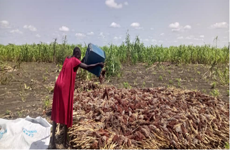 Beneficiary gathering harvested sorghum in Nyeel Payam,